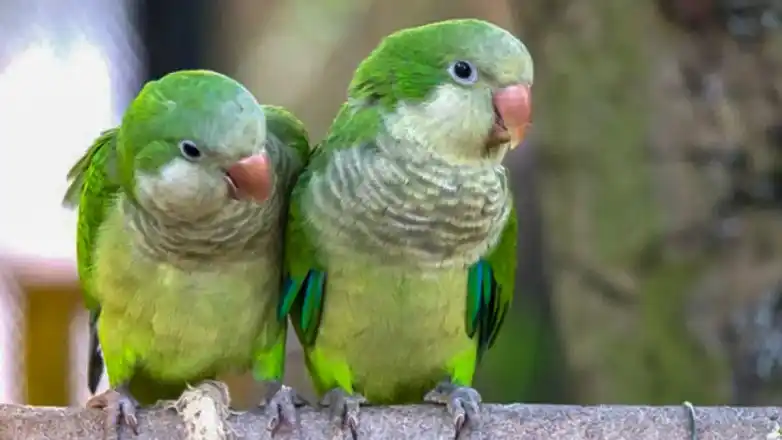 Provincia: reportan más casos de psitacosis, una enfermedad que transmiten las aves