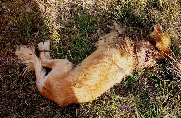 Abandonaron a un perro con las patas atadas y terminó muriendo 