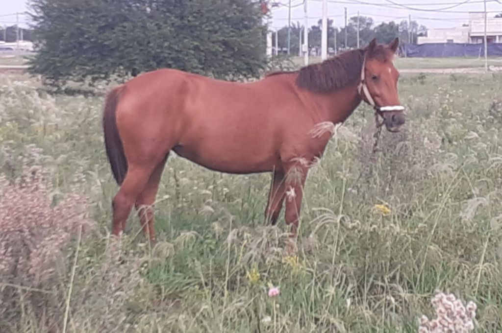 Avellaneda: denunció haber encontrado a un vecino “violando” su yegua 