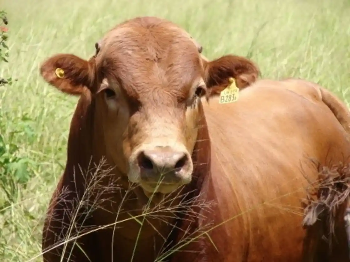 Una solución “natural” contra la garrapata: detectan que los bovinos criollos tienen alta resistencia al parásito