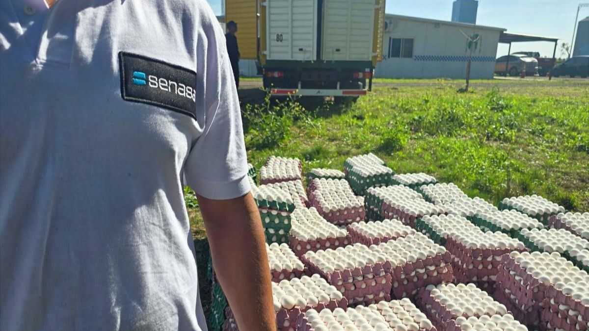 Decomisan 36 mil huevos frescos por falta de documentación sanitaria en ruta 18
