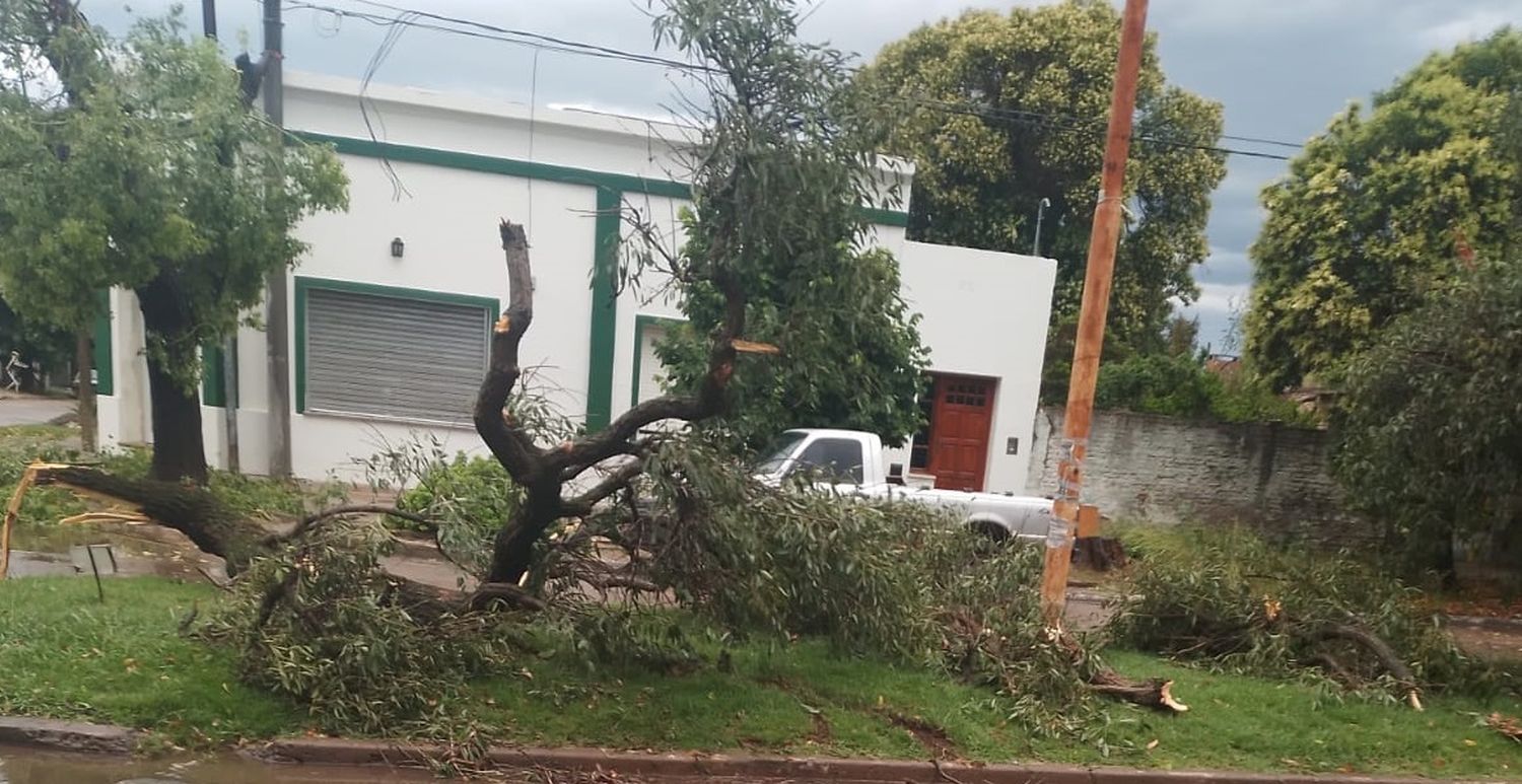 Temporal: cayó otro árbol