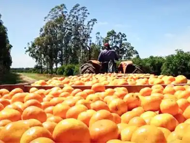 Lanzamiento de “Concordia Produce 2025”