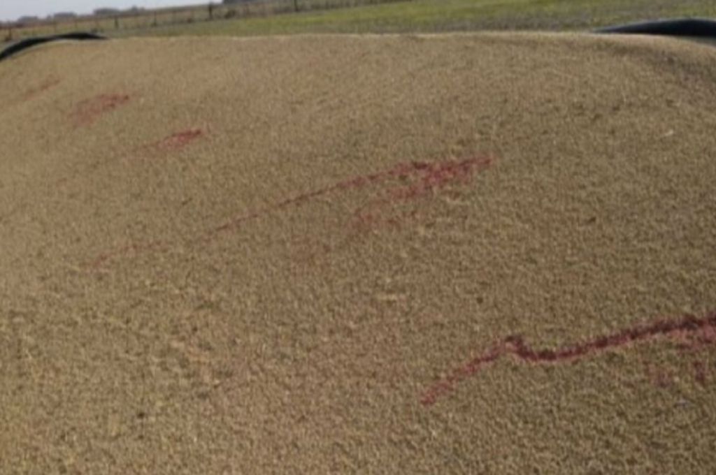 San Jerónimo Sud: rompen silobolsa y arrojan fungicida