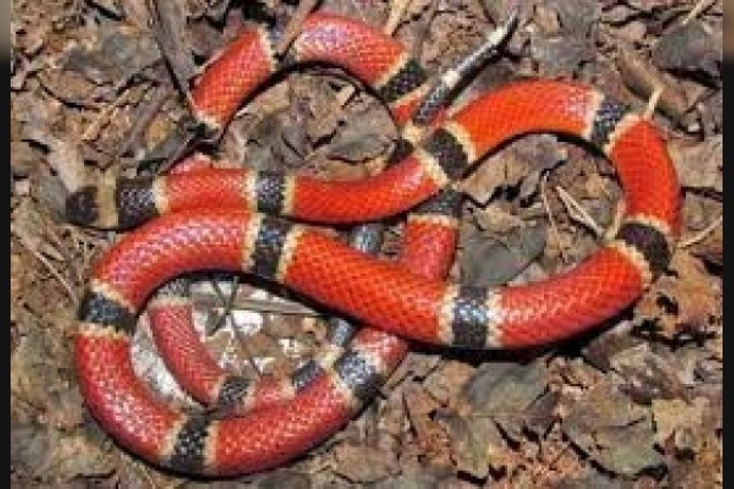 Una beba de un año fue mordida por una serpiente coral y se encuentra en grave estado