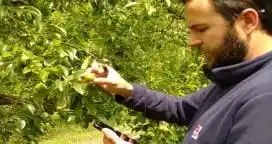 Nuevas aplicaciones para el manejo sanitario de frutales