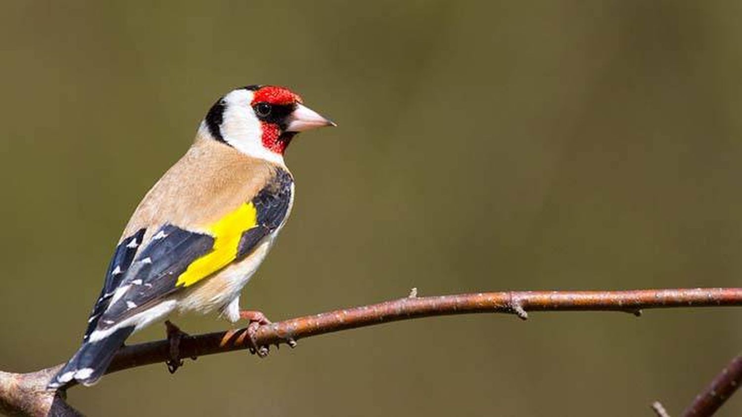 Hallaron en jaulas 176 ejemplares de aves silvestres autóctonas de Entre Ríos