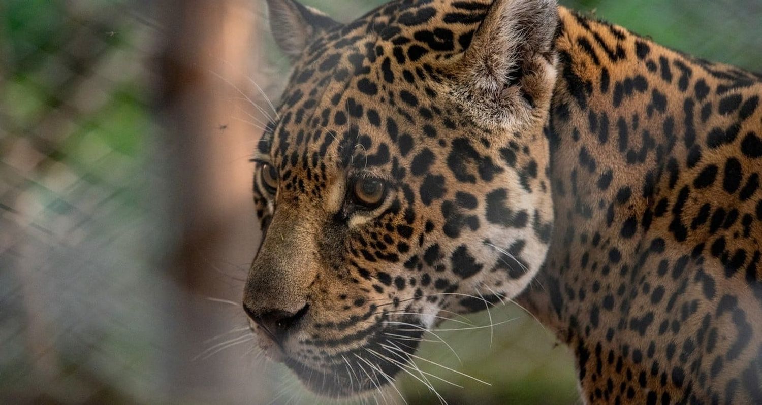 La yaguareté Tania, habitante de Iberá (Corrientes). Foto: Rewilding Argentina