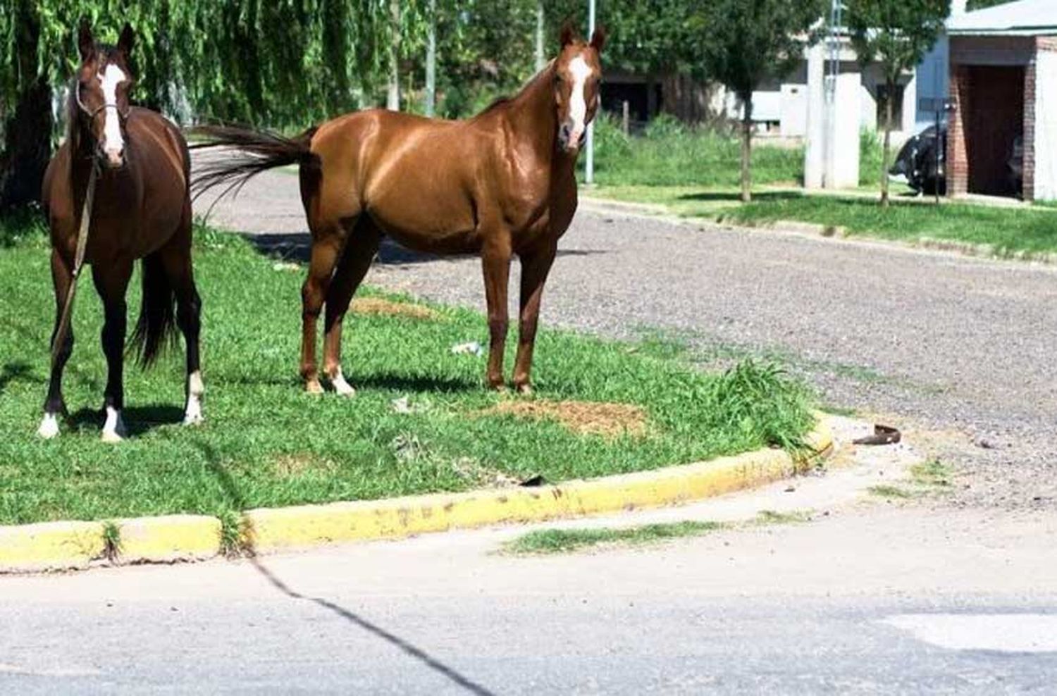 Aguardan la aprobación del proyecto para controlar a caballos sueltos