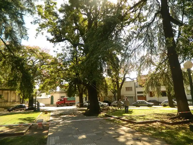 Con saneamiento, podan los árboles en Plaza Urquiza
