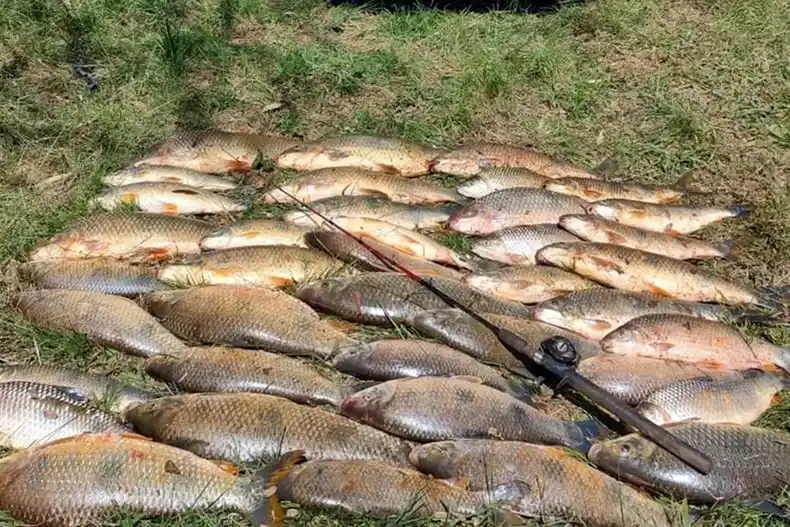 Decomisaron casi un centenar de bogas en operativos de fiscalización