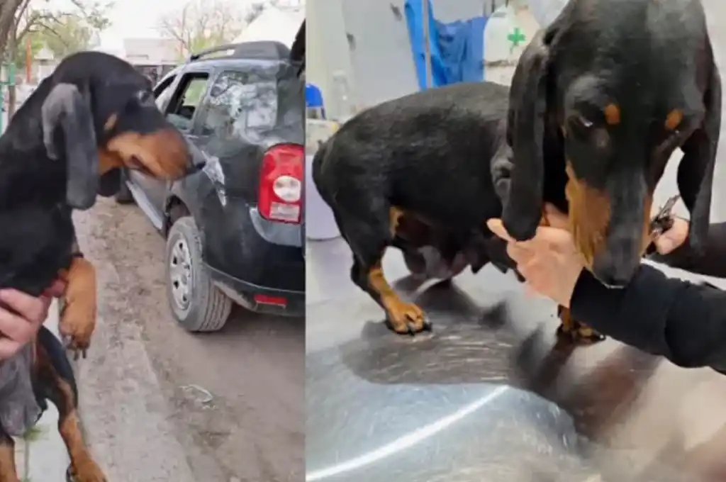 Lupe estaba en mal estado de salud y quedó internada. Había tenido nueve cachorros que quedaron al resguardo de la Funbapia. Captura video. (Foto: Gentilezas).