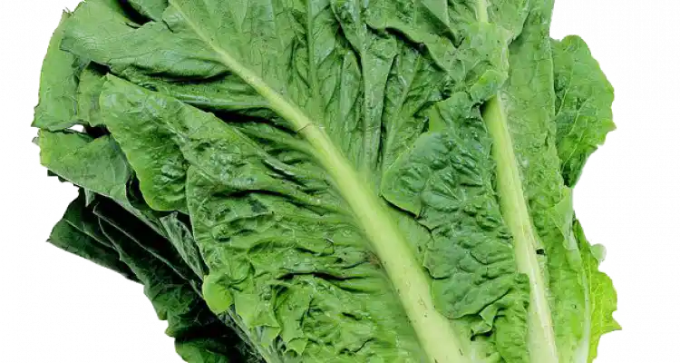 Historias de la huerta y del jardín