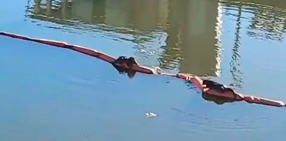 Los lobitos de río se "adueñaron" de la dársena del puerto de Paraná