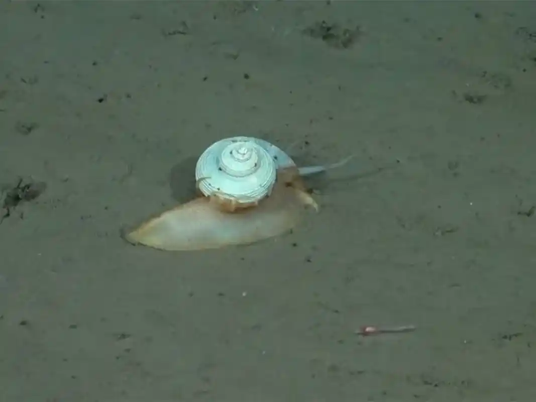 Expedición del Conicet: hallaron un caracol, lo bautizaron "Gary" y causó furor