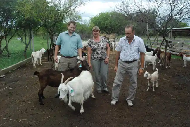Ganado caprino, otra alternativa de producción en la región
