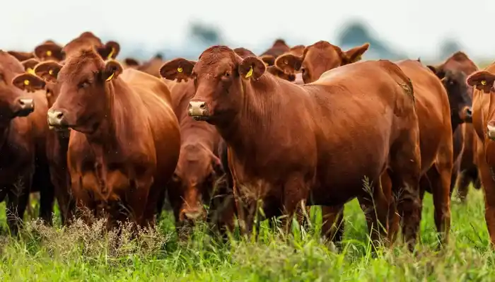 Más herramientas para el campo gualeyo: lanzan líneas de crédito ganaderas