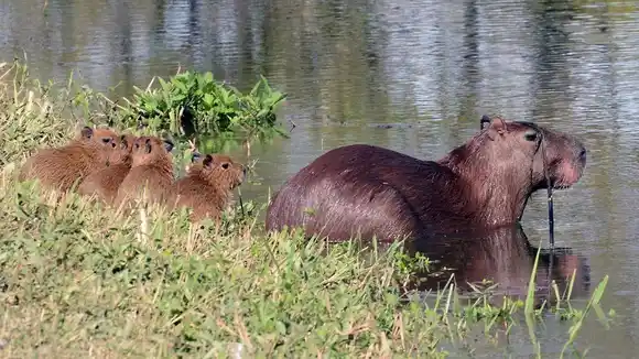La justicia falló en favor de los carpinchos en Nordelta: prohíben su castración y la intervención sobre humedales