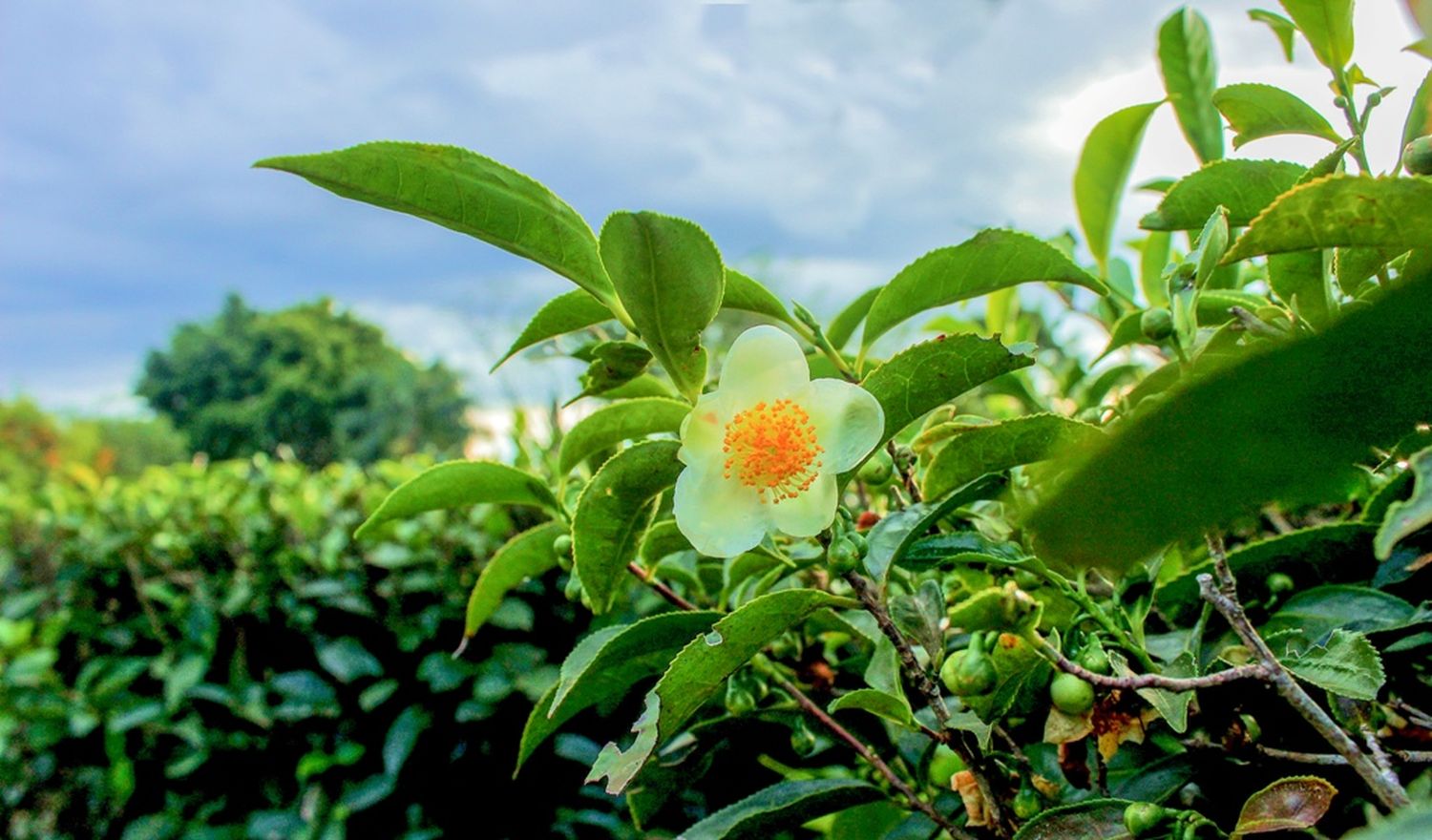 Se actualizó el precio del brote de té