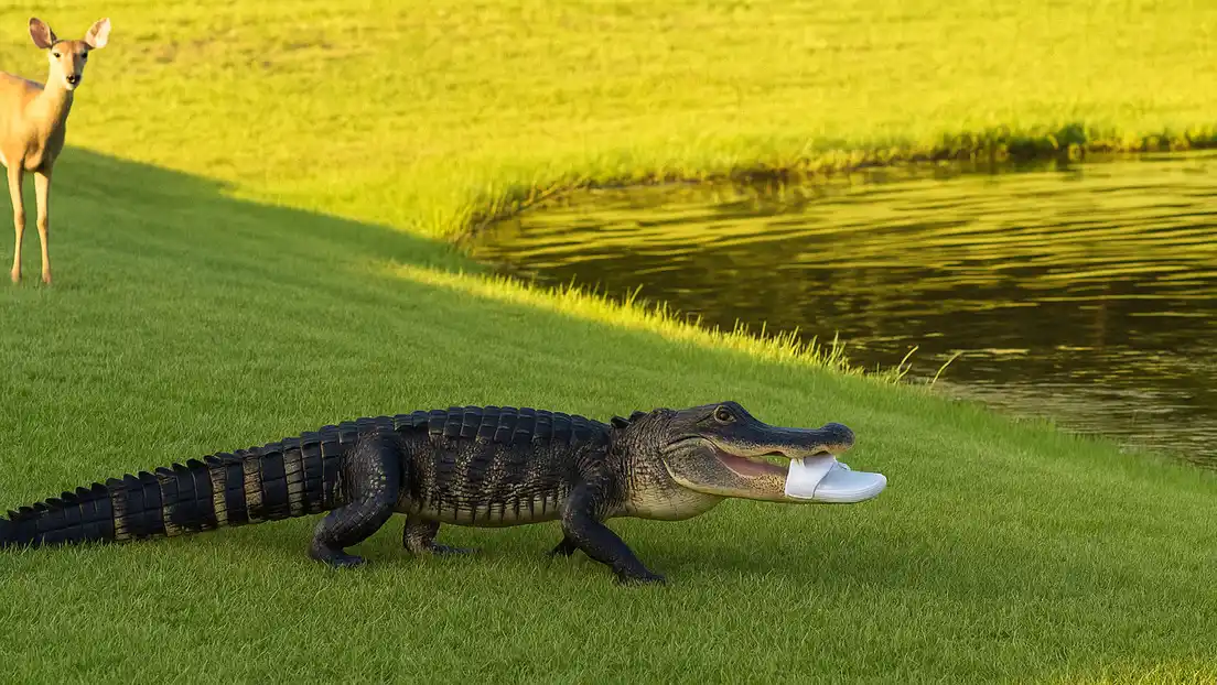 Quiso espantar al caimán con una sandalia... y él se vengó