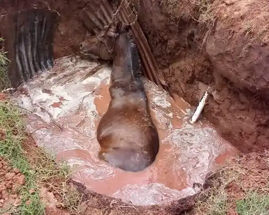 Bomberos recataron a un caballo que cayó a un pozo en Serodino