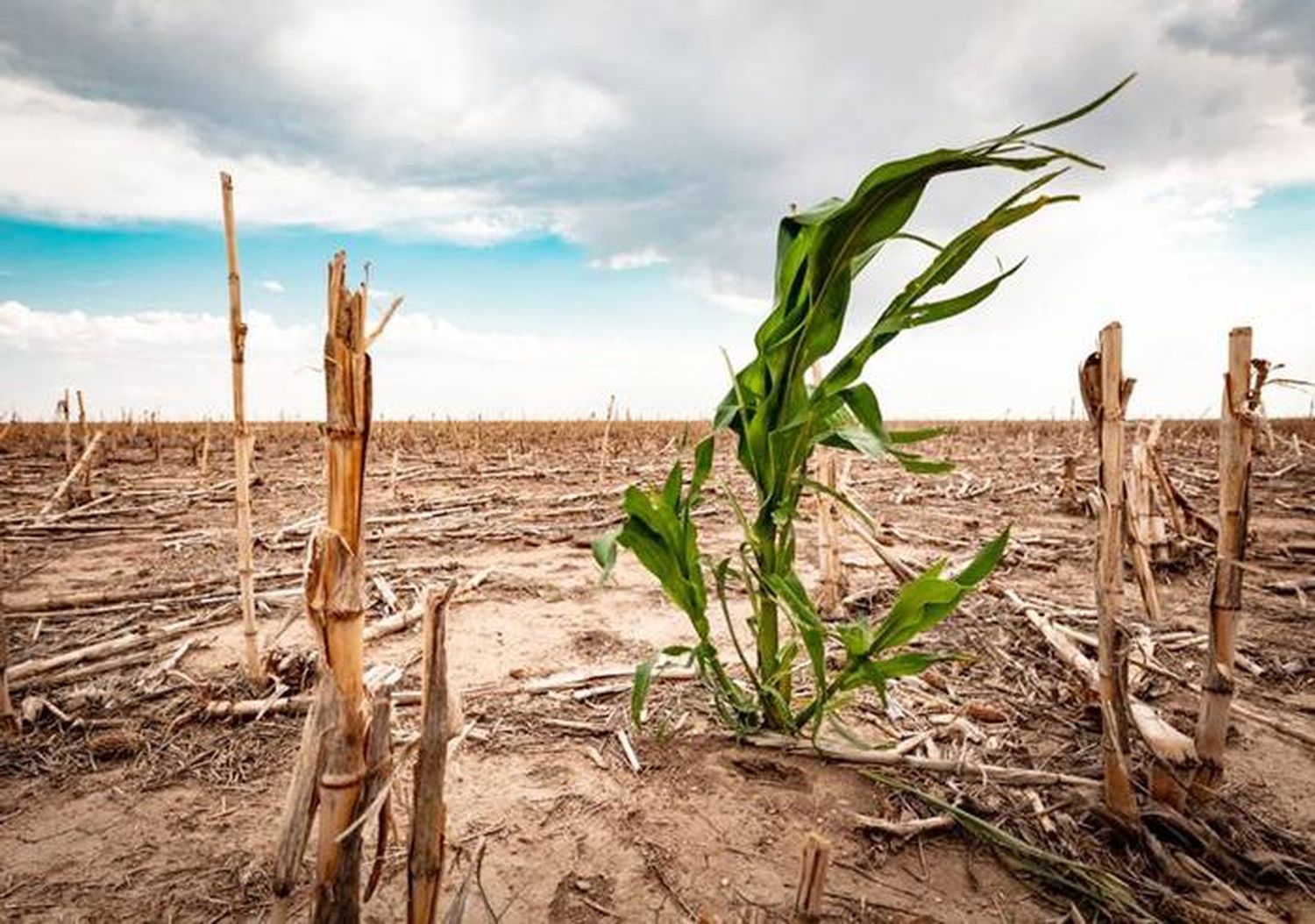 Chances para la primavera:   60 % Niña, 0 % Niño 