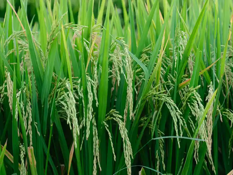 La Bolsa de Cereales de Entre Ríos reportó que la producción de arroz caería un 19%