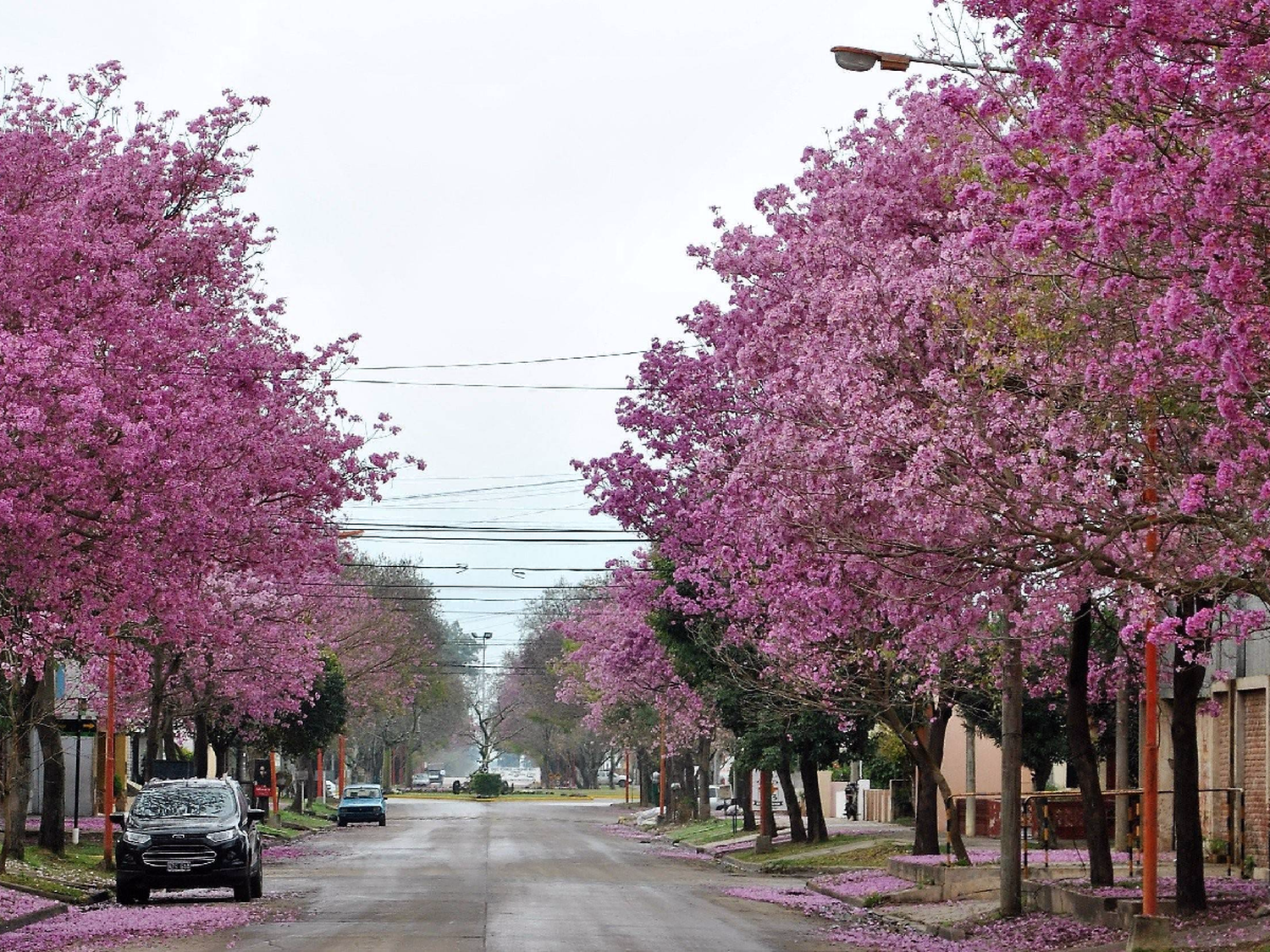 Brinkmann será el “jardín” del futuro Parque Nacional de Ansenuza     