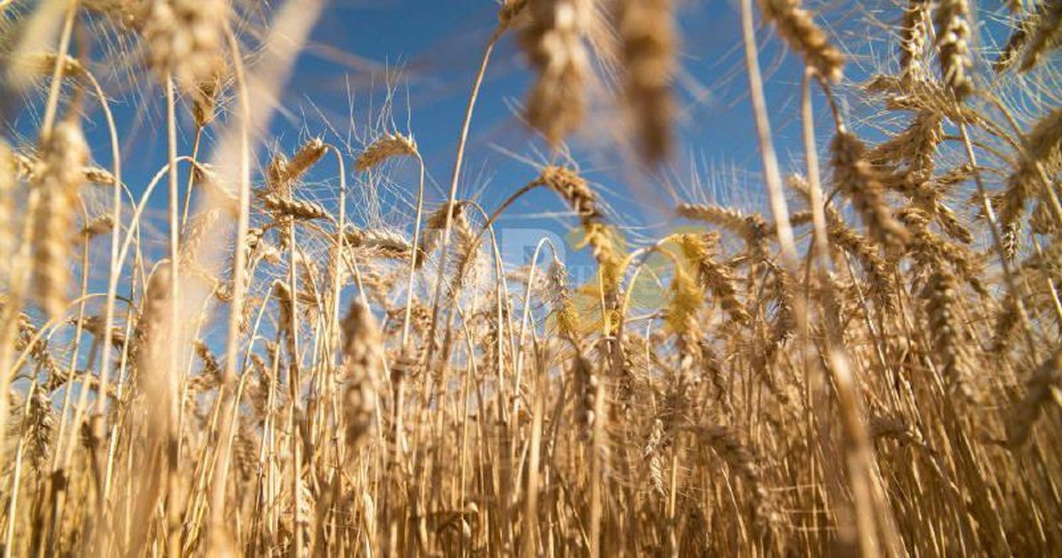 Sembrar trigo será un 50 por ciento más caro que el año pasado