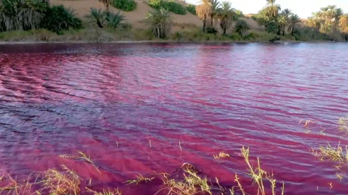 Un estanque cerca del Mar Muerto se volvió rojo sangre