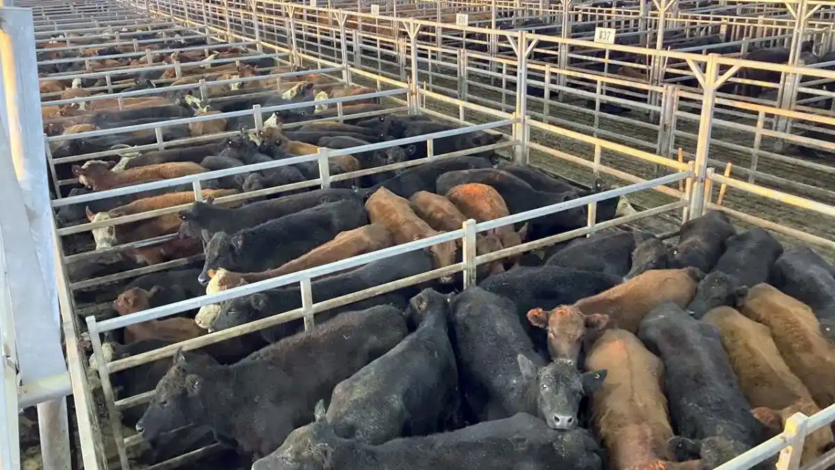 Con menos de 3.000 animales, el mercado mostró valores récord en varias categorías