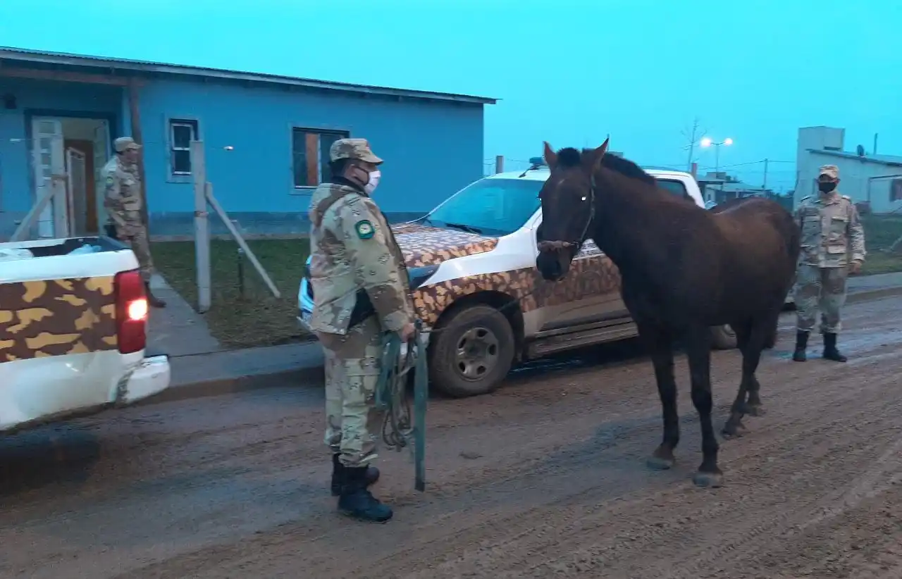 La Policía detuvo a dos menores que habían robado un caballo