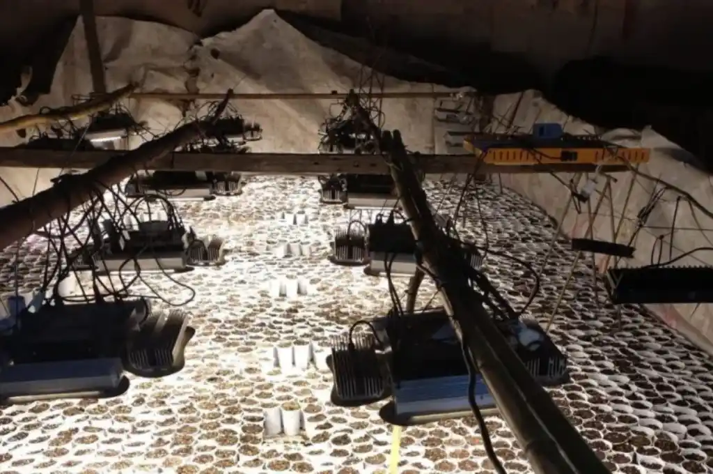 Persecución rural en Villa Eloísa: caen tres prófugos y descubren un invernadero de marihuana