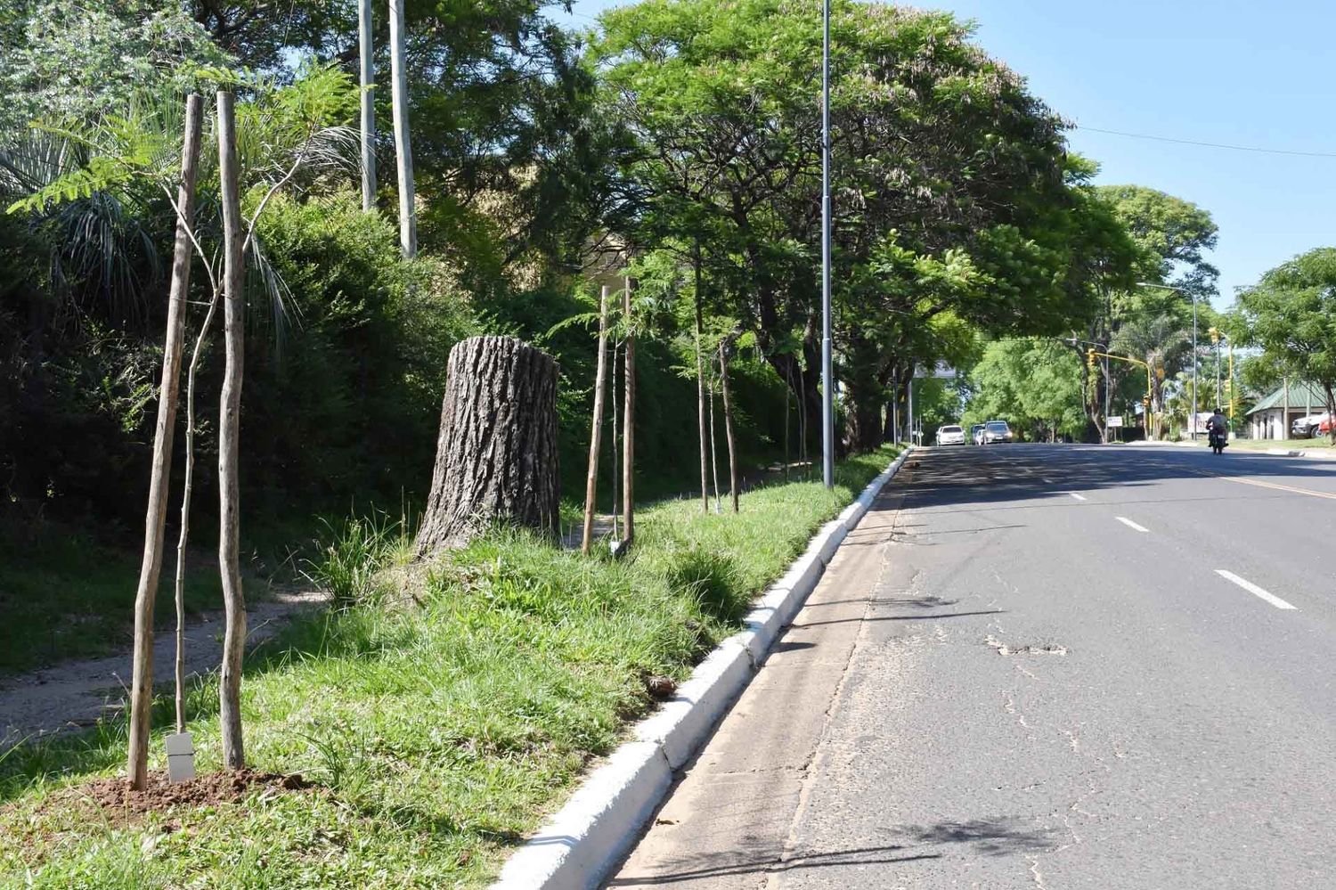 Se plantaron nuevos ejemplares sobre avenida Eva Perón