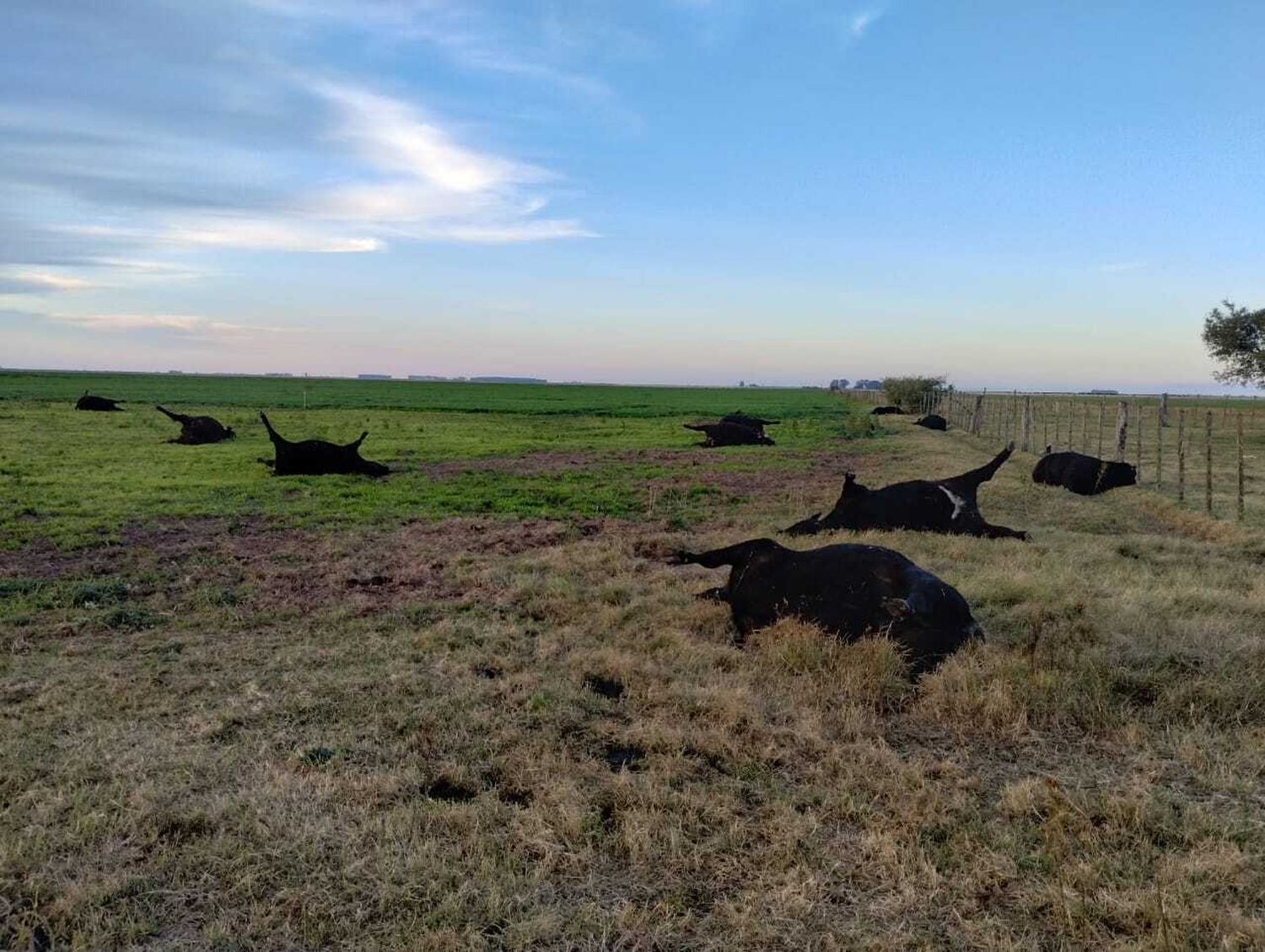 Murieron 200 novillos por intoxicación con nitratos