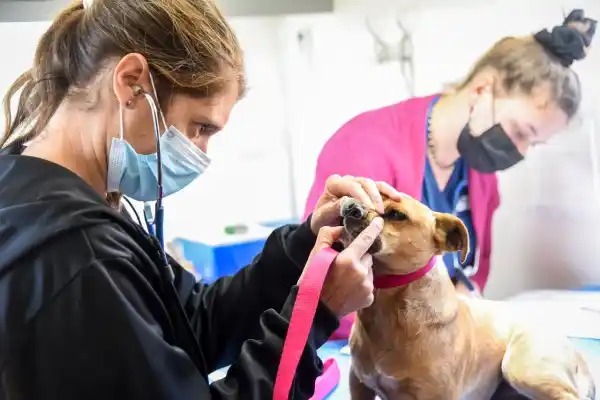 El programa municipal de castración gratuita continúa en el barrio el Algarrobo