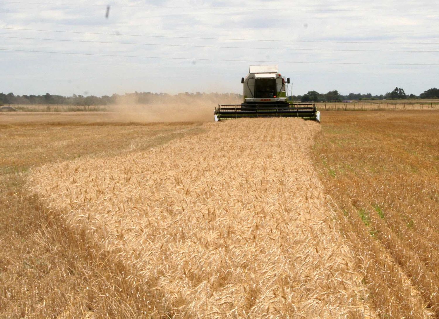 La invasión rusa sobre Ucrania, un conflicto que atraviesa la producción argentina de trigo
