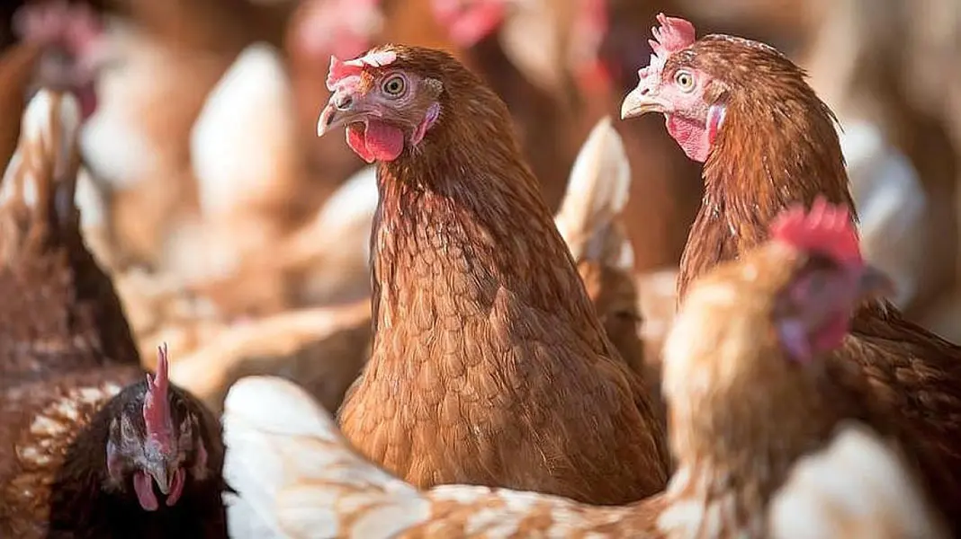 Bromatología alerta a dueños de aves de corral