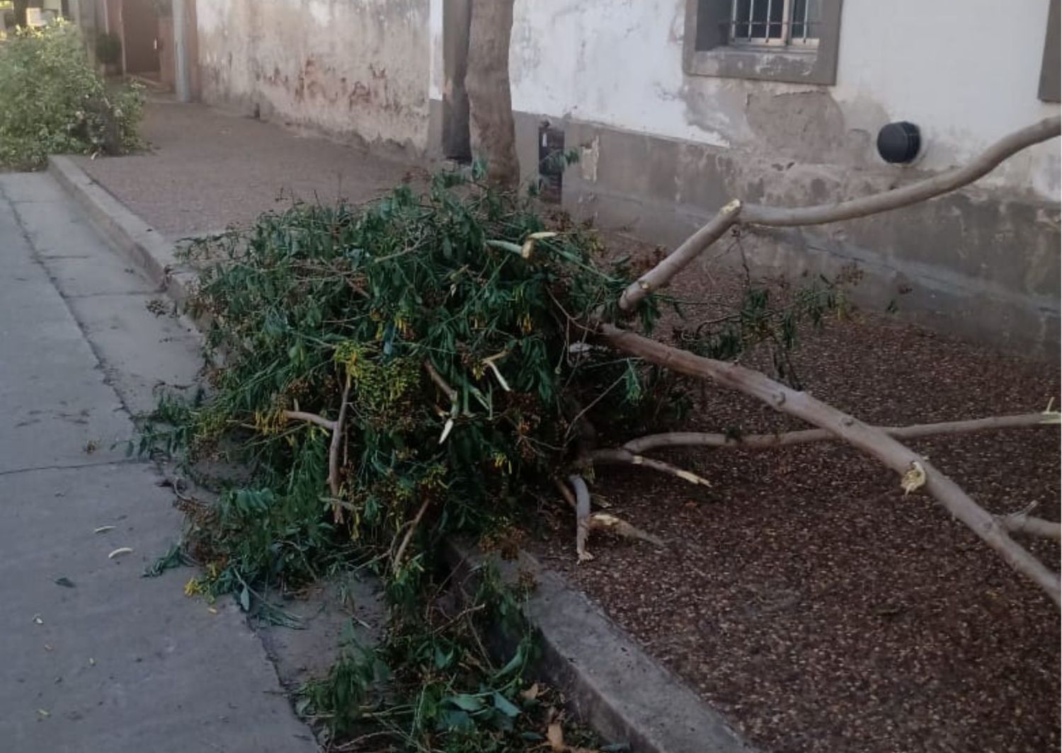 Mi mamá está con las ramas y un tronco caído desde la tormenta