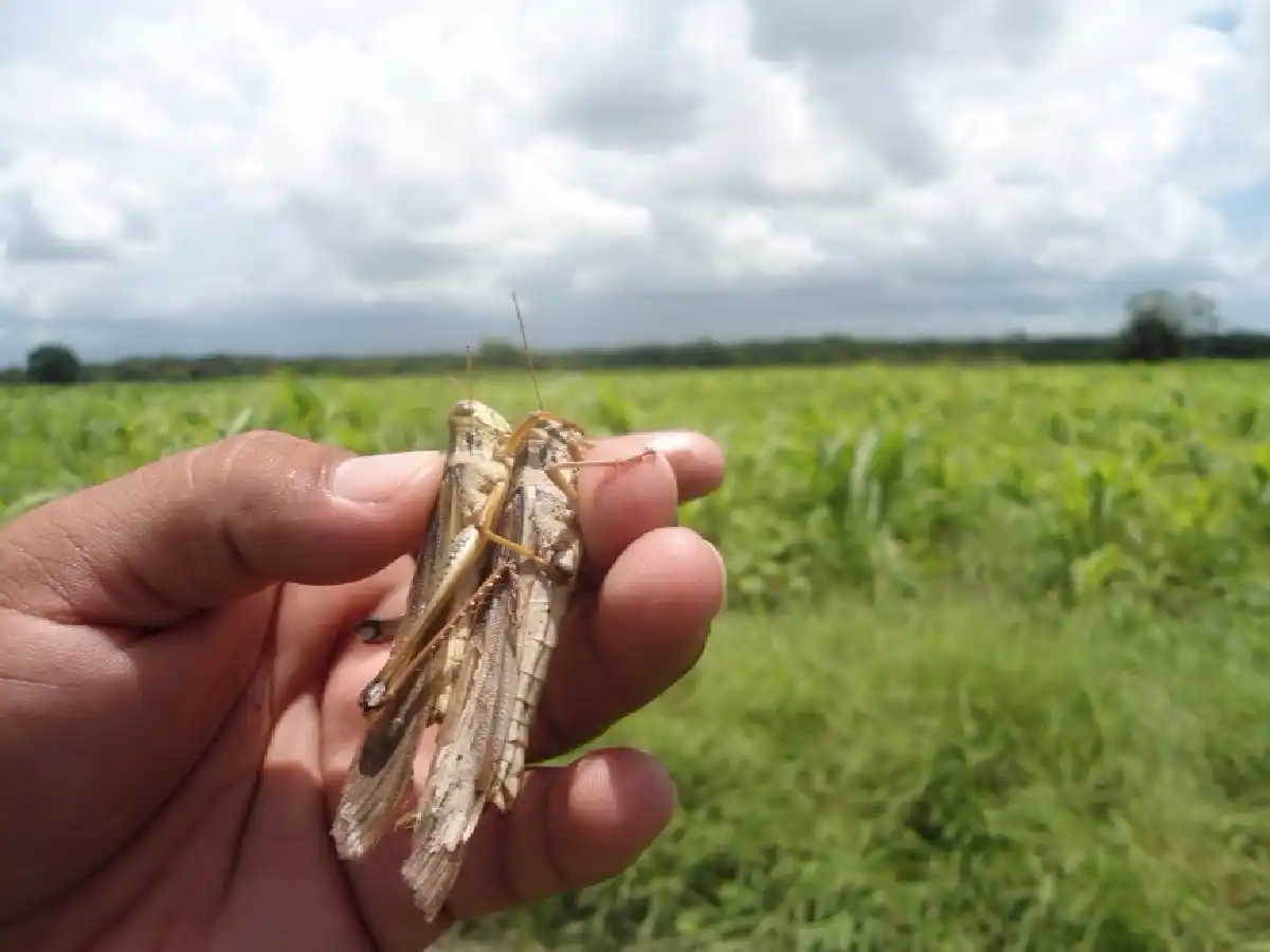 Alertan sobre un nuevo ciclo de la plaga de langostas             