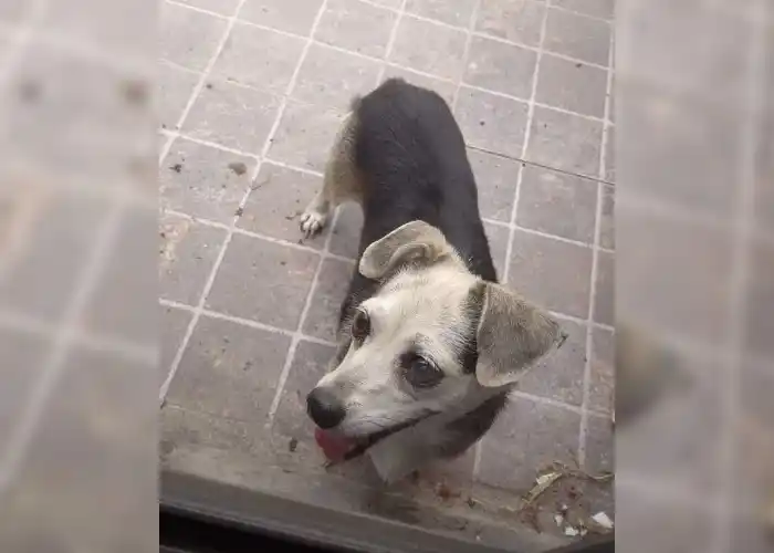 Yanina busca al dueño de esta perrita