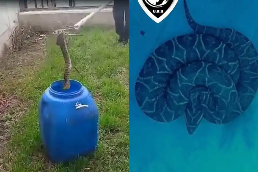 Brigada Ecológica y Rescate Animal