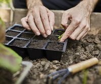 Otoño, la estación ideal para el recambio de cultivos y contemplar el ciclo de las plantas