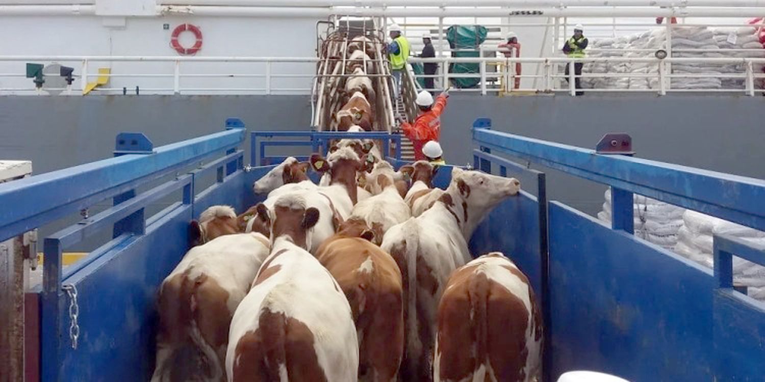 Apertura. De las exportaciones de ganado en pie tras 52 años