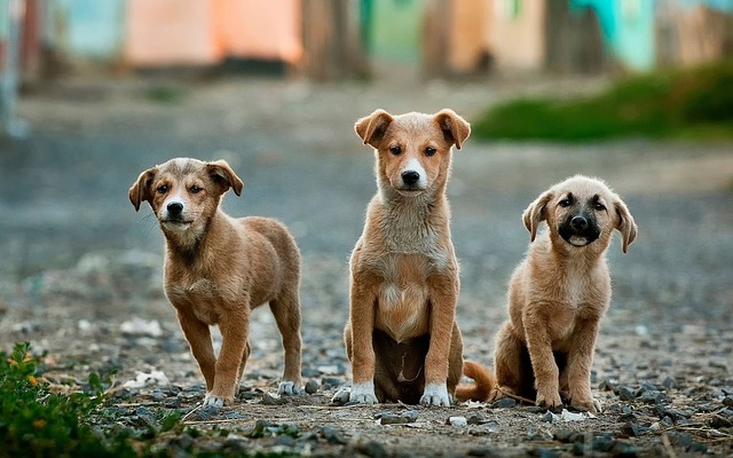 La Facultad de Bromatología realizará una campaña gratuita de vacunación antirrábica para perros y gatos