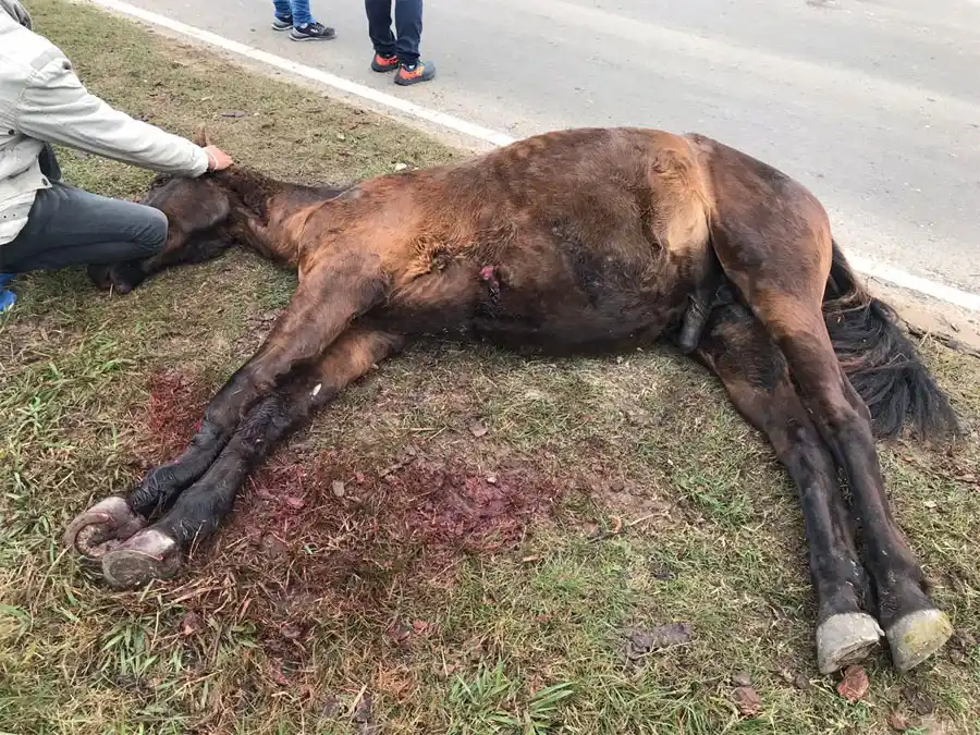 Motociclista lesionado tras impactar contra un caballo: debieron sacrificar al animal 