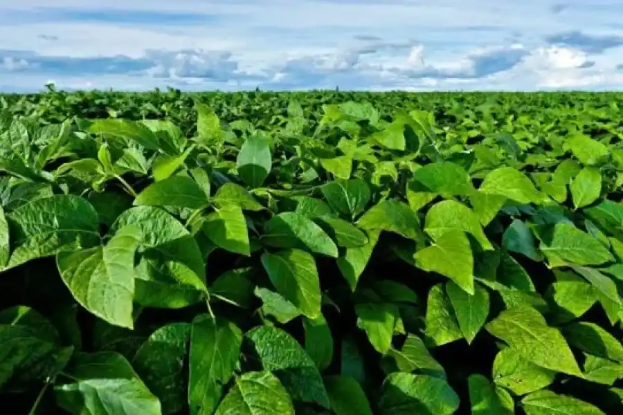 Las lluvias ayudaron a los cultivos en Santa Fe pero no alcanza a para una "mega cosecha"