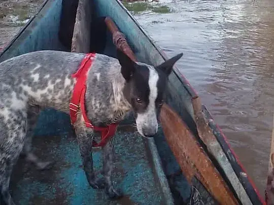 Buscan a Cruceta: perro perdido en Villa Igoillo