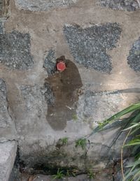 Siguen los robos en el Monte Calvario