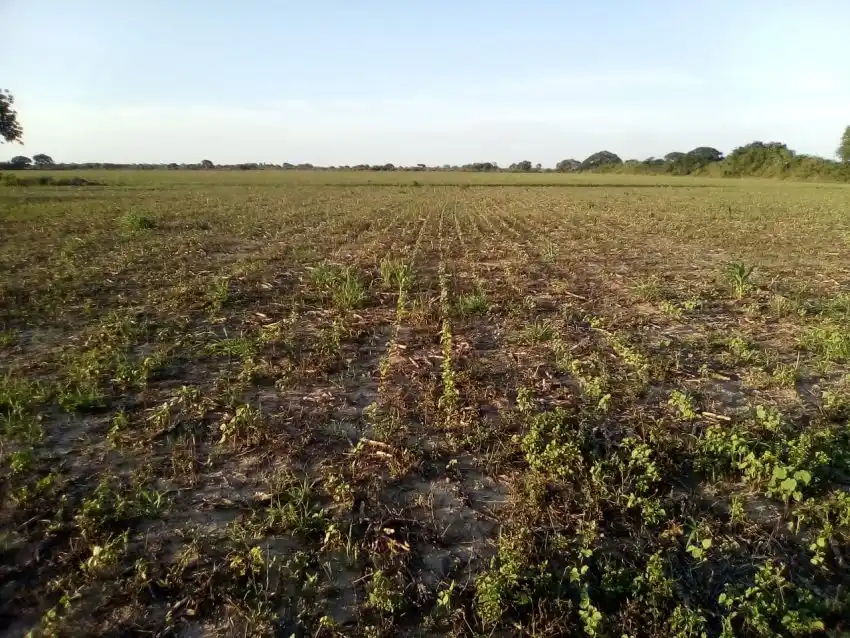 Algodón y maíz: Las lluvias caídas benefician etapas claves  de los cultivos